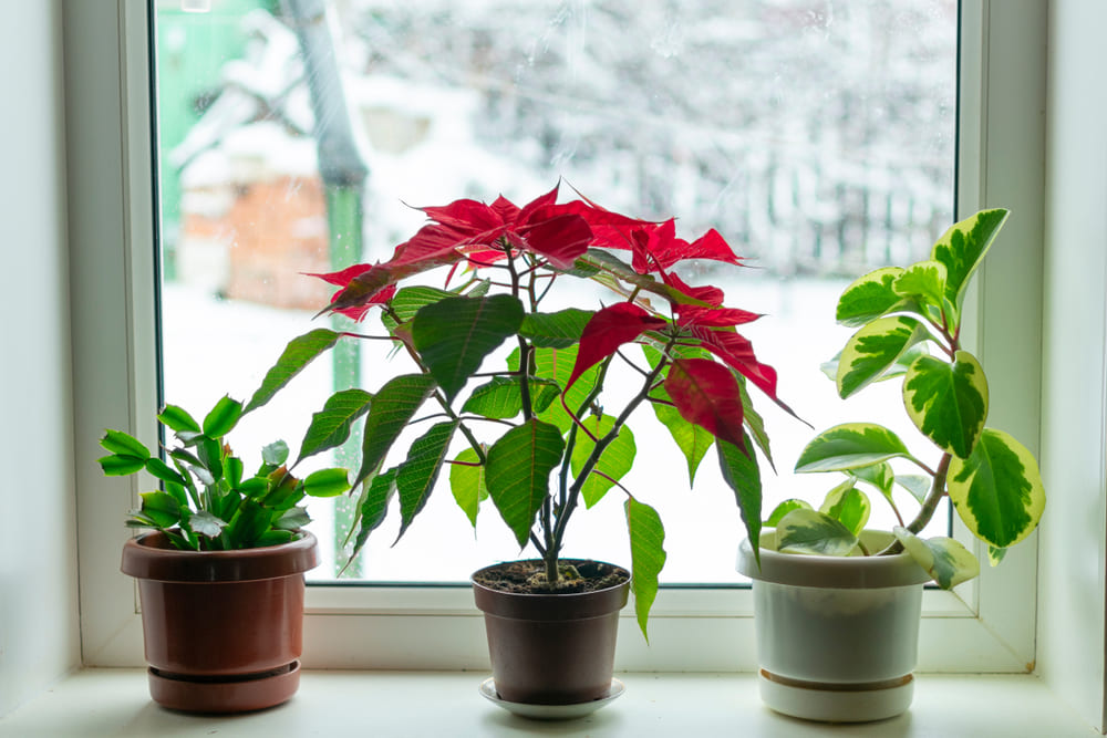 観葉植物の冬越しの仕方｜寒さ対策のポイントとトラブル時の症状を詳しく解説
